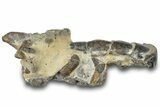 Fossil Mud Lobster (Thalassina) - Gunn Poin, Australia #307723-2